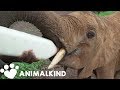 Baby elephant still strong after bullet wounds | Animalkind