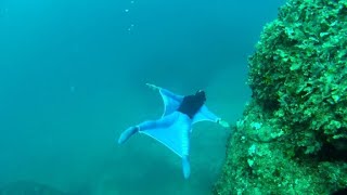 Freediver creates underwater wingsuit