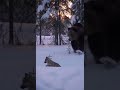 Fearless Mother: Wolf Protects Her Pup #MotherInstinct