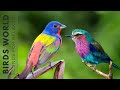 Birds singing in the forest  breathtaking nature  wonderful birds songs stress relief