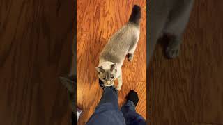 Milky cat slapping me for treats!  She thinks she deserves them for hitting 300 subscribers.