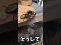 ラコダールツヤクワガタの珍妙な戦い