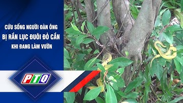 Cứu sống người đàn ông bị rắn lục đuôi đỏ cắn khi đang làm vườn | PTQ