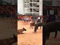 BSF dog training 🔥🇮🇳#shorts #cisf #army #viral #youtube