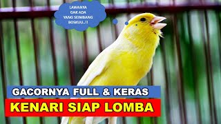 Cukup 5 detik kenari manapun akan ikut gacor dengan pancingan kenari gacor speed rapat ini