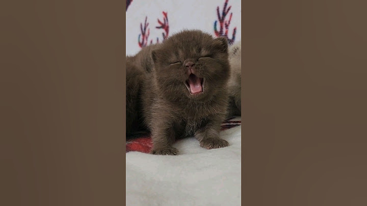 Watch the video about Little Tiger 🍫‼️🥰#britishshorthair #cute #cute #roar #kitten #sallysshadeskitten #🥹