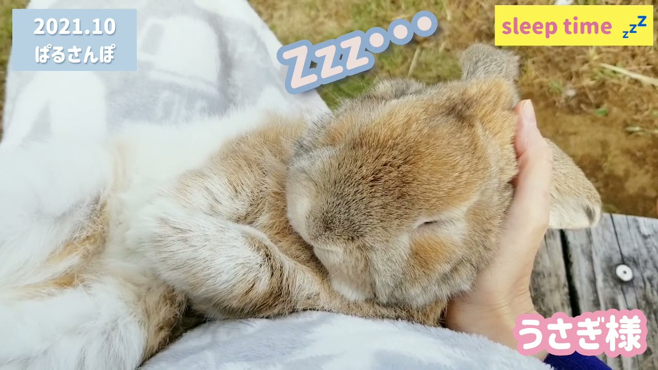 うさぎ様【No.77】仰向けで寝る姿から癒しをもらえる。 ぱるさんぽ