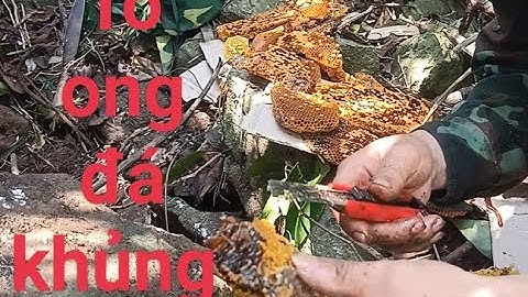 Săn Ong Rừng Phát Hiện Tổ Ong Nằm Trong Hang | Đá Rừng Xanh Bí Ẩn |