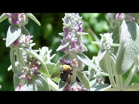 Video: Varför kallade Utah bikupastaten?