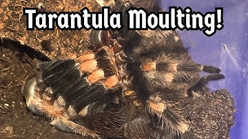 Tarantula Moulting - What Happens/What To Do When Your Spider Moults | Spooderpods