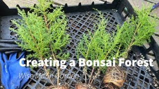 Creating a Bonsai Forest