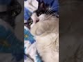 なめれてなくない? #cat #猫 #cute #shorts