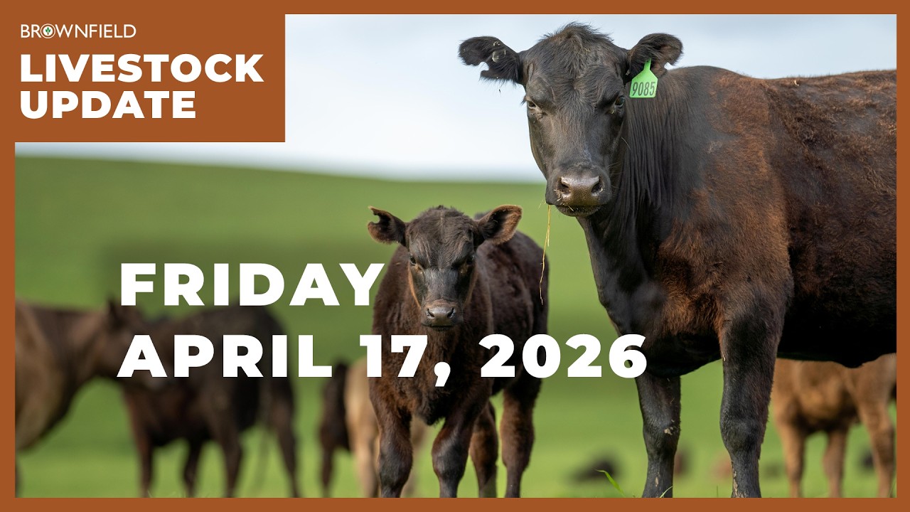 Placements drop 7% in latest Cattle on Feed report | Weekly Livestock ...