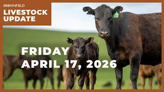 Placements drop 7% in latest Cattle on Feed report | Weekly Livestock Market Update