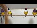 Lady Gouldian Finches are Molting instead of Breeding