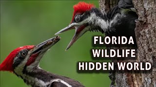 Epic Wildlife Footage of Florida's Unseen World | The Secret Lives of Animals Part 1 | Documentary