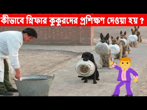 ভিডিও: কীভাবে একটি পরিষেবা কুকুর প্রশিক্ষণ