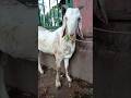 top quality | barbare bakre | for sale | lucknow bakra mandi #shorts #goat #viral #bakra #ytshorts