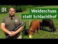 Tiere Schlachten Ohne Leid So Funktioniert Der Weideschuss Kühe Unser Land BR Tiere Schlachten Ohne Leid So Funktioniert Der Weideschuss Kühe Unser Land BR