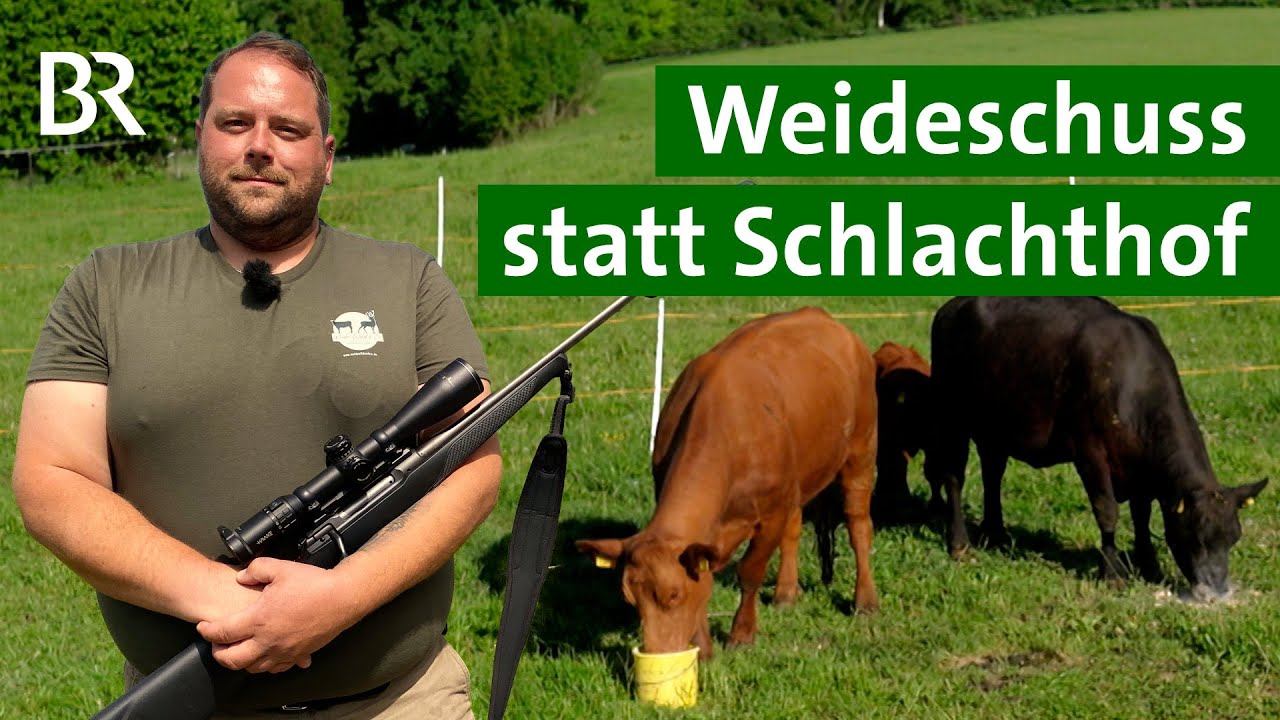 Tiere schlachten ohne Leid: So funktioniert der Weideschuss | Kühe | Unser Land | BR
