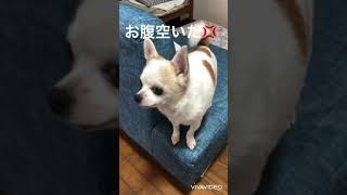 お腹空いて激おこな愛犬チワワのれんちゃん#shorts