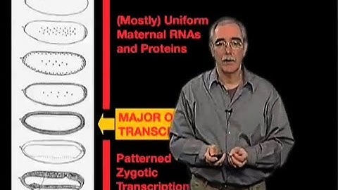 Regulation of gene expression - Eric Wieschaus (Princeton/HHMI)