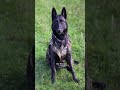 Not every dog can wear the badge. 🐕🦺⚖️