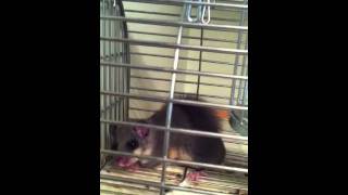 Glis Glis In My Airing Cupboard