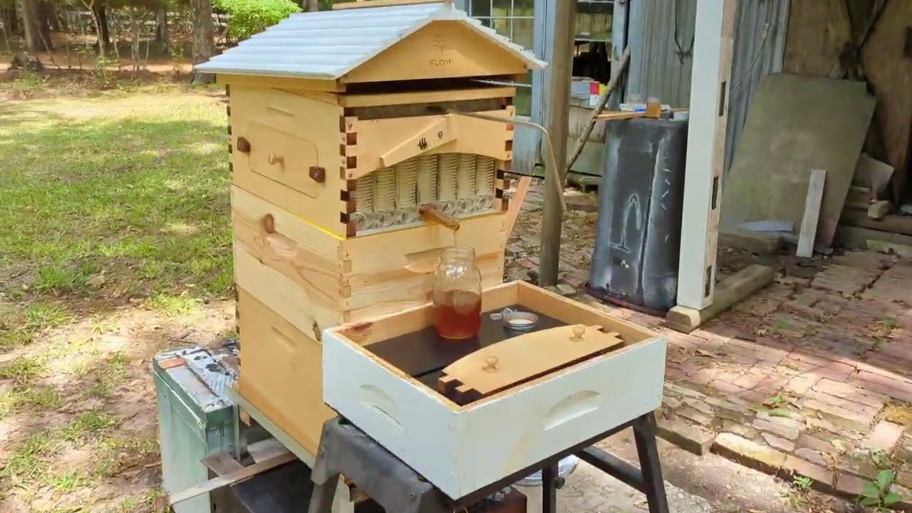 First honeybee flow hive harvest from one frame