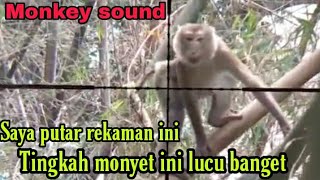 suara pikat ampuh monyet memanggil temannya/suara pikat monyet/bunyi monyet @Dogsulsniper