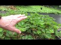 How to Have a Lifetime Supply of Strawberry Plants for $25.