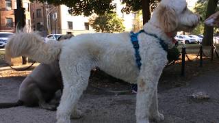 GROODLE or GOLDEN DOODLE and SILVER LAB Cali n Sissy by Shema Israel 498 views 4 years ago 3 minutes, 56 seconds