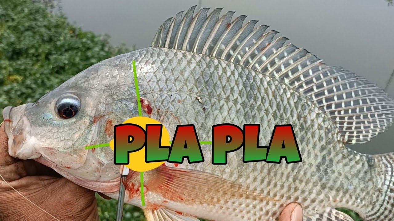 PLA -PLA GAGANDA NG SIZE/ TIKSAY FISH HUNTING - YouTube