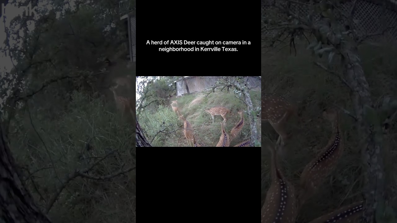 Wow! Axis Deer caught on my Mom’s Blink Camera in the city. 