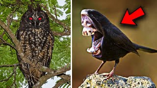 20 Dangerous Birds You MUST Run Away From!