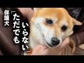 「ただでもいらない」と言われた保護犬と過ごした75日。感動の旅立ちに涙が止まりません。