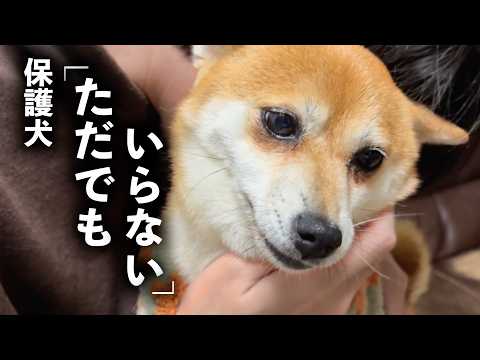 「ただでもいらない」と言われた保護犬と過ごした75日。感動の旅立ちに涙が止まりません。