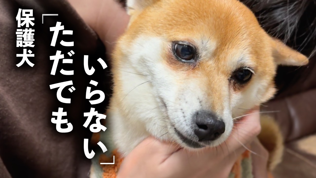 「ただでもいらない」と言われた保護犬と過ごした75日。感動の旅立ちに涙が止まりません。