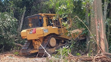 How Quickly the CAT D6R XL Bulldozer Operator Breaks Trees to Clear New Plantation Land