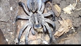 Slow Motion Wolf Spider Attacks