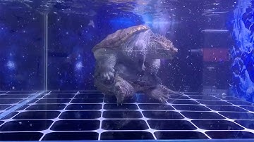NICE Snapping Turtle Mating 69