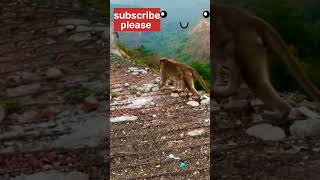 Monkey walking in the edge of the mountain|tiger print monkey|fun squad| #shorts #viral #monkey