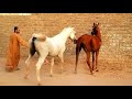 ممنوع دخول الأطفال Arabians vaccinate with hybrid horses توثيق تلقيح خيول عربية بخيل هجين