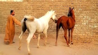 ممنوع دخول الأطفال Arabians vaccinate with hybrid horses توثيق تلقيح خيول عربية بخيل هجين