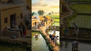 🌅 Pakistani Village at Sunrise | Real Rural Life &amp; Rice Fields Beauty 🌾