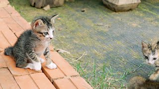Playful Kittens Engage In A Sibling Chase by Short Tail Kitten TV 1,480 views 11 days ago 48 seconds