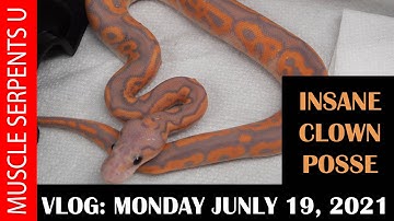 BEST CLOWN BALL PYTHON COMBO EVER? 7-19-21