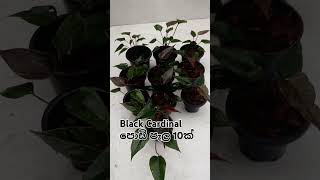 Black Cardinal පොඩි පැල 10ක්🖤 #anthurium #anthuriumlovers #blackanthurium #viral#natureplantnursery