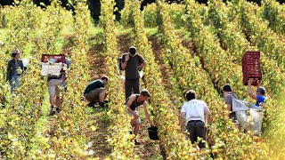 An American Winemaker in Burgundy: Domaine Dublère Part 1 of 2