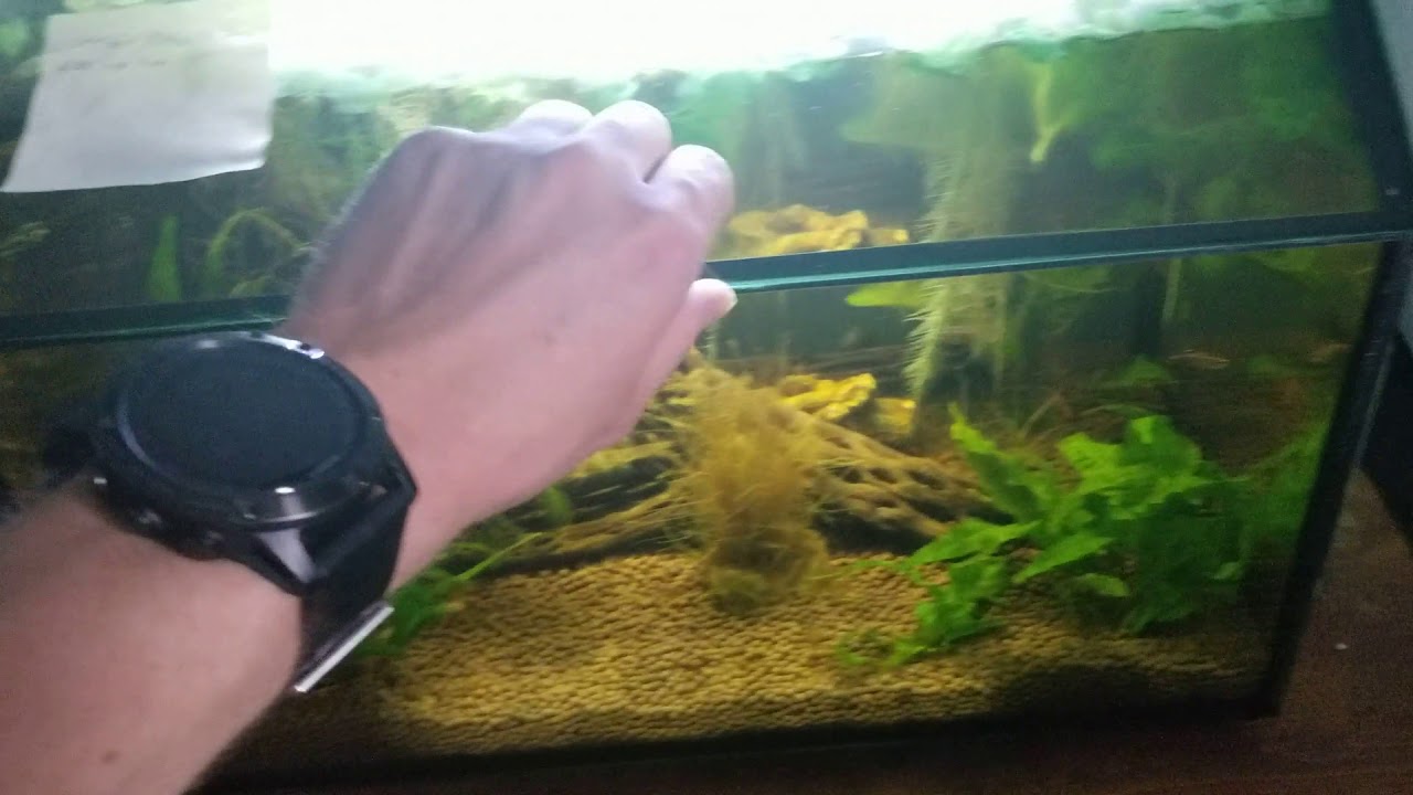 aqueon 8.75 shrimp tank